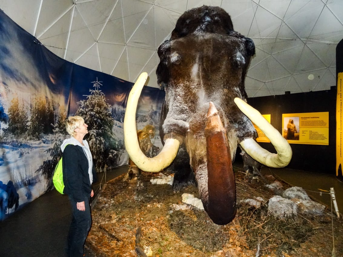Wielki mamut w Centrum Neandertalczyka.